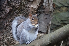 Sciurus carolinensis