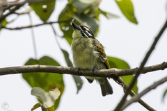Pogoniulus chrysoconus