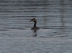 Podiceps cristatus