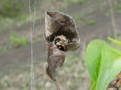 Glischrochilus grandis