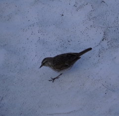 Anthus novaeseelandiae