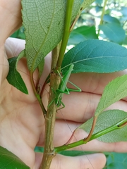 Conocephalomima barameda
