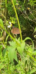 Euploea tulliolus ledereri