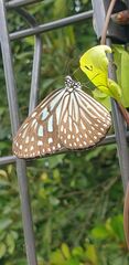 Ideopsis vulgaris macrina