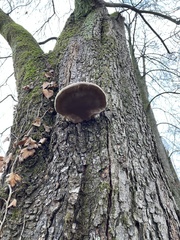 Fomes fomentarius