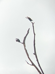 Merops viridis