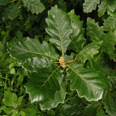 Quercus × rosacea