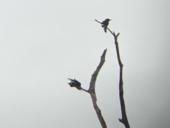 Merops viridis