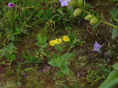 Senecio bombayensis