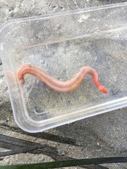 Leptosynapta inhaerens