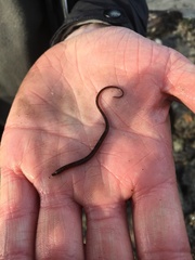 Nerophis lumbriciformis