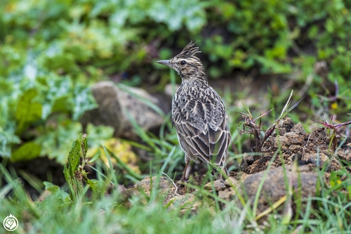 Thekla's Lark