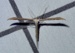 Emmelina monodactyla