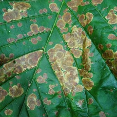 Cameraria ohridella