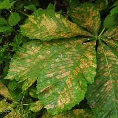 Cameraria ohridella