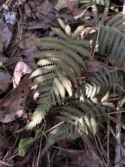 Pelazoneuron kunthii