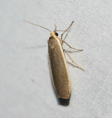 Palaeosia bicosta
