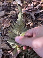 Pelazoneuron kunthii