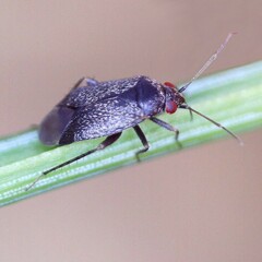 Phoenicocoris obscurellus