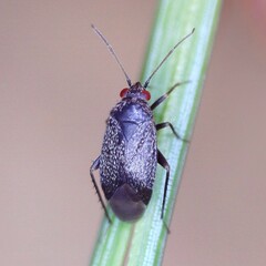 Phoenicocoris obscurellus