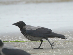 Corvus cornix