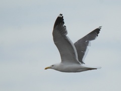 Larus fuscus