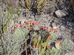 Opuntia stenopetala