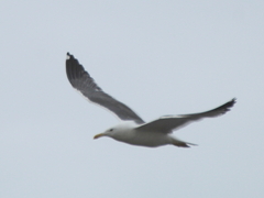Larus fuscus