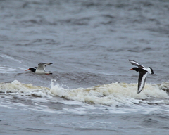 Haematopus ostralegus