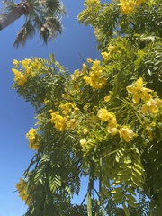 Cassia leptophylla