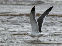 Larus fuscus