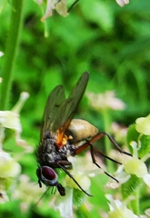 Hydrophoria lancifer