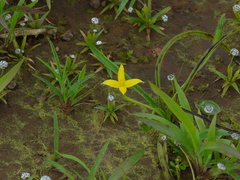 Hypoxis aurea