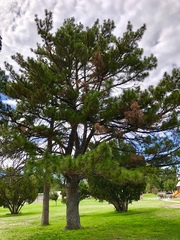 Pinus sylvestris