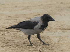 Corvus cornix