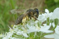 Andrena flavipes
