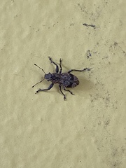 Pantomorus postfasciatus