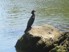 Phalacrocorax sulcirostris