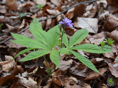 Cardamine pentaphyllos