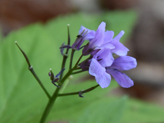 Cardamine pentaphyllos