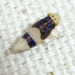 Evacanthus interruptus