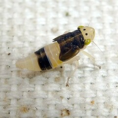 Evacanthus interruptus