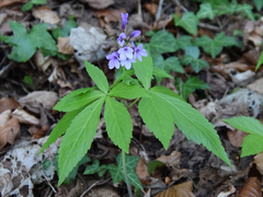 Cardamine pentaphyllos