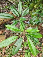 Daphniphyllum oldhami