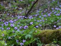 Cardamine pentaphyllos