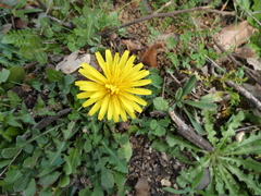 Helminthotheca echioides