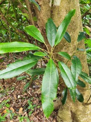 Daphniphyllum oldhami