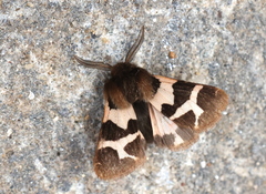 Watsonarctia deserta