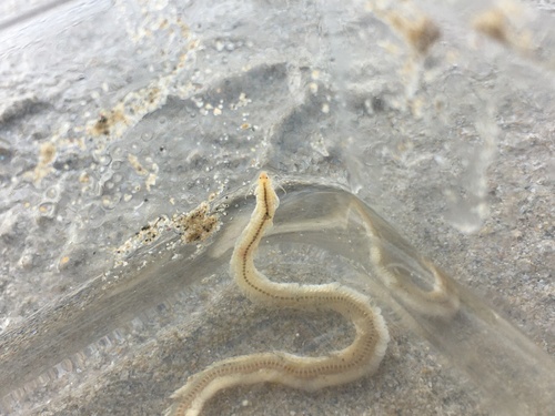 Representative image of Phyllodoce lineata