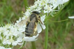 Andrena flavipes